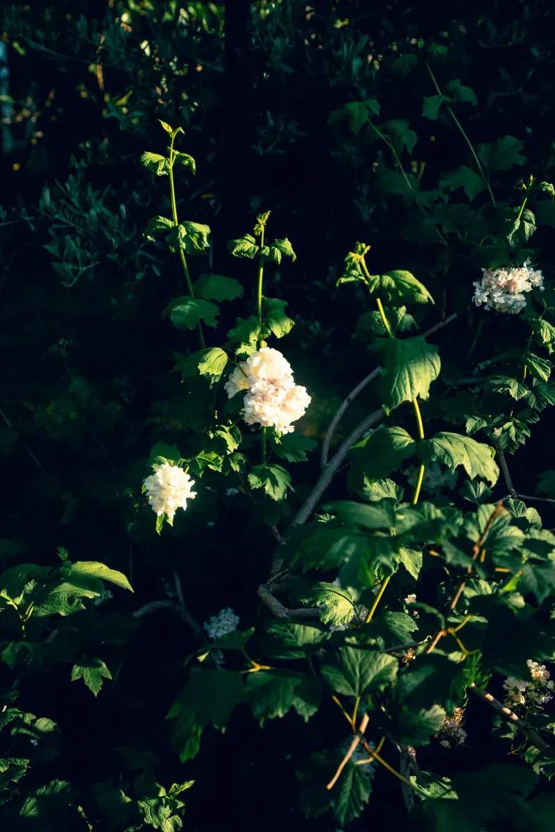 Five Ways to Refresh Your Garden for Early Spring