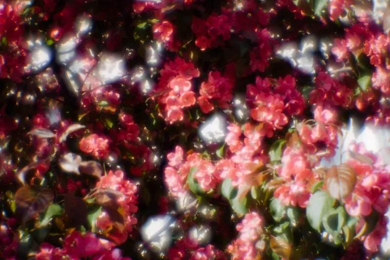 Maple Leaf Garden Design & Care 12