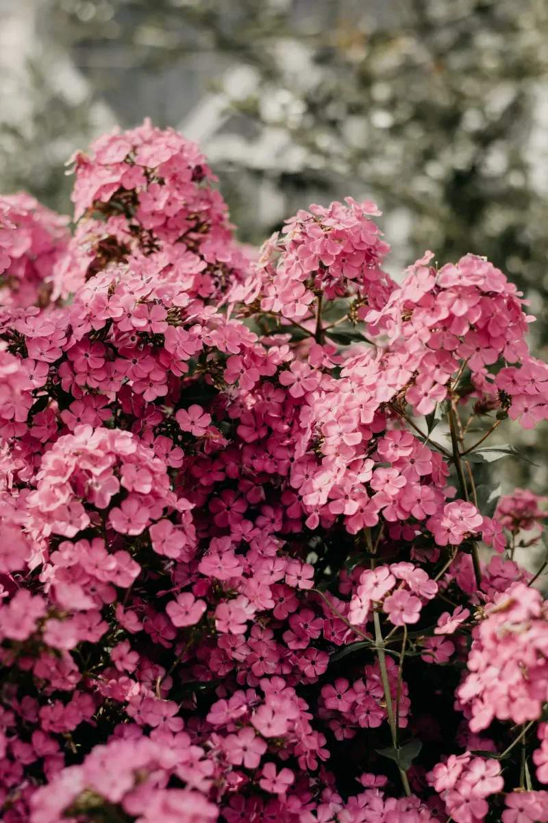 Garden design and landscape planning