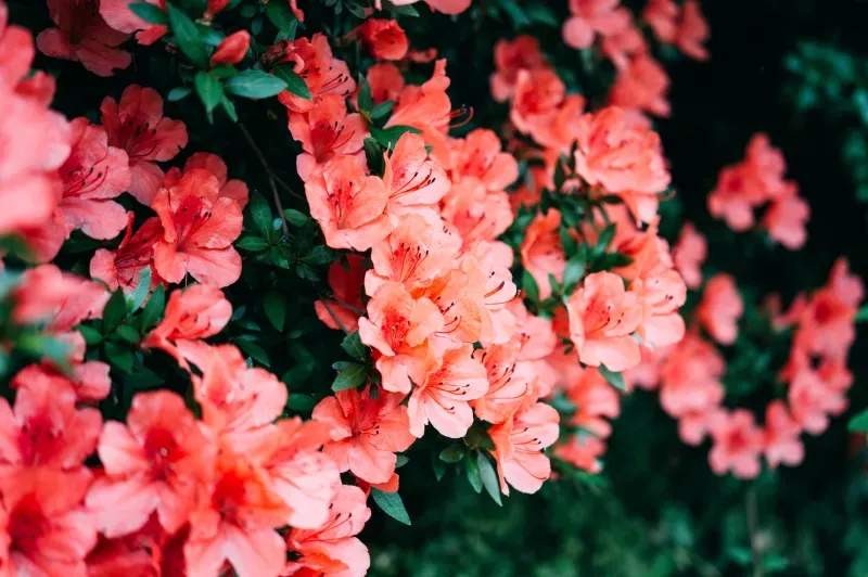 Seasonal planting and flower bed installation