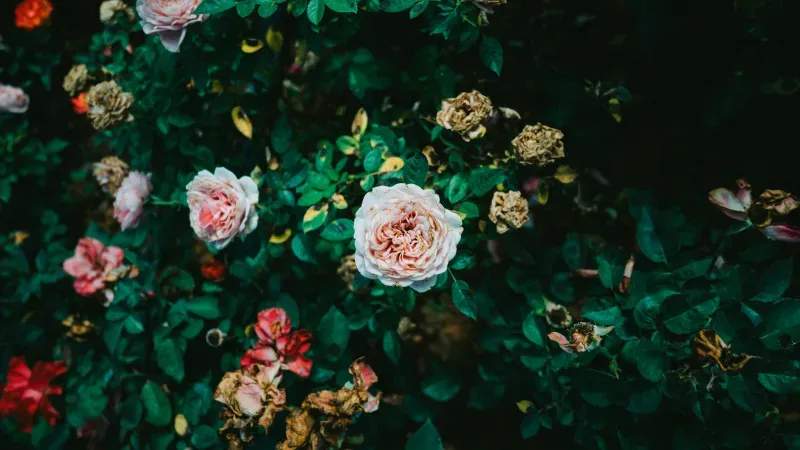 Pruning and shrub maintenance